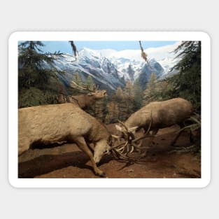 Natural environment diorama - Two deers fighting Sticker